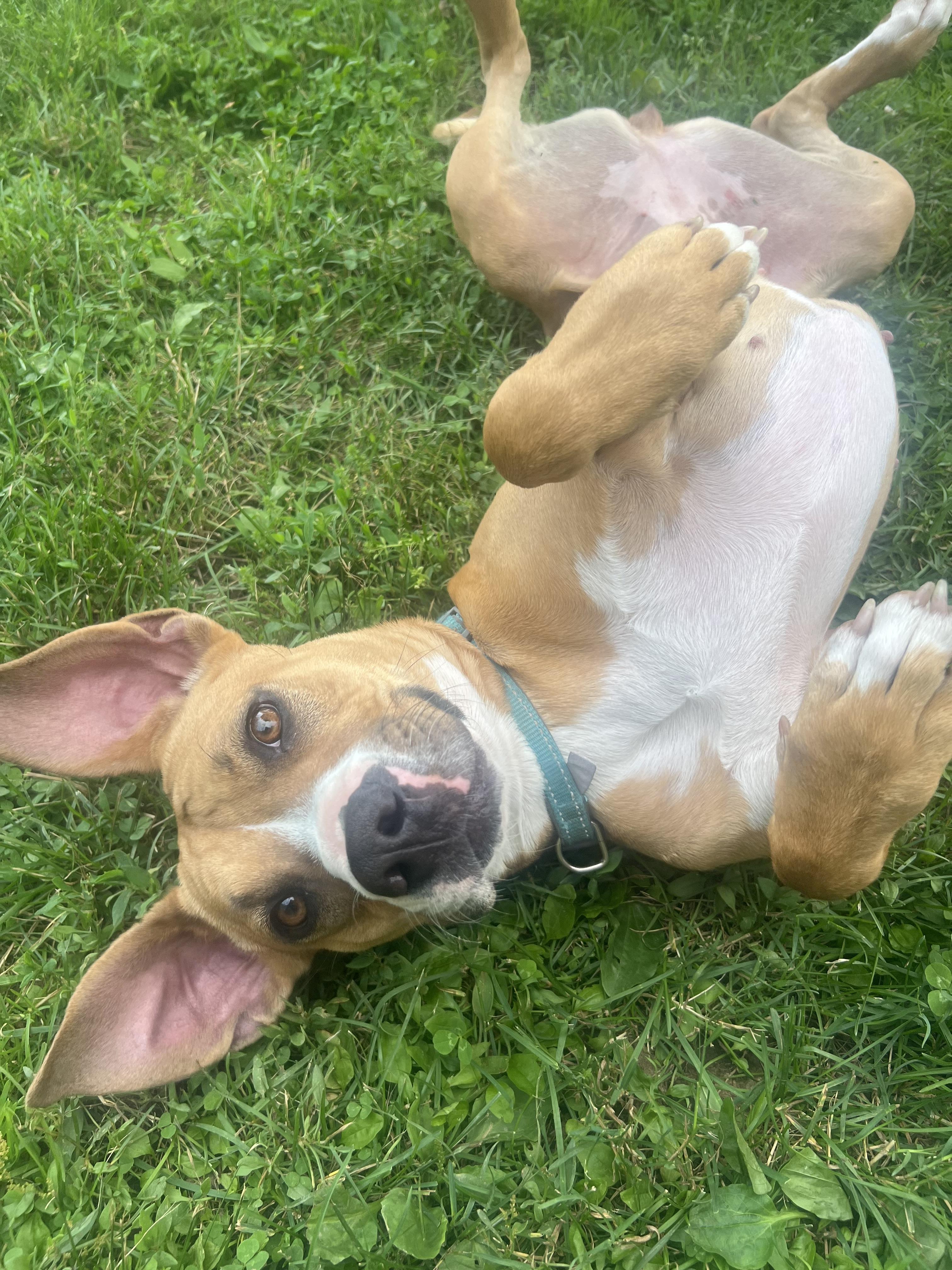 Enlarge Susie, a Adoptable mixed breed in South Charleston, OH image 2/6