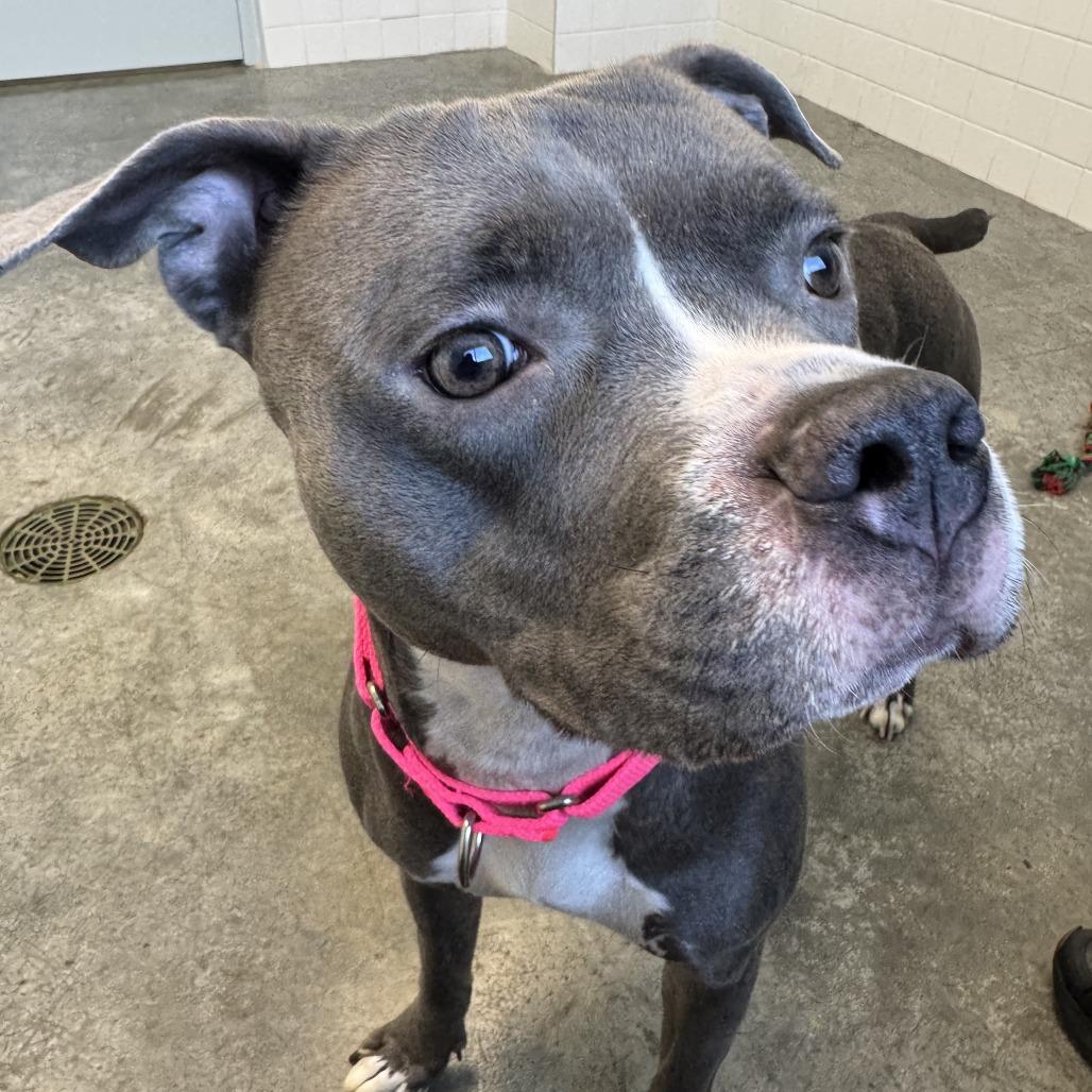 Pebble, Adoptable, Adult Female Mixed Breed.