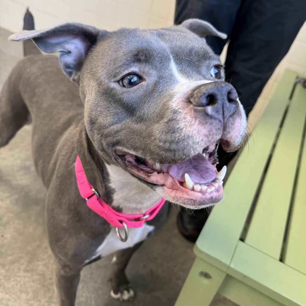 Enlarge Pebble, a Adoptable Mixed Breed in Melbourne, KY image 2/6