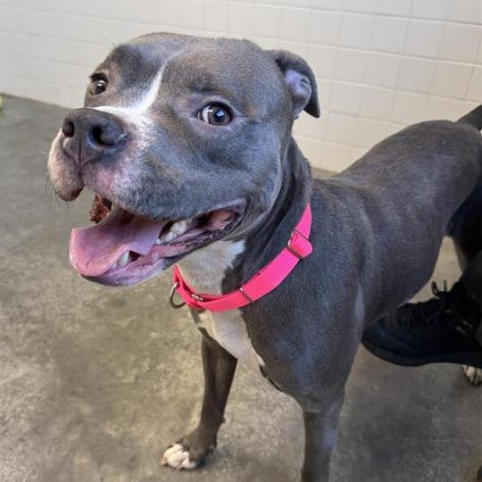 Enlarge Pebble, a Adoptable Mixed Breed in Melbourne, KY image 3/6