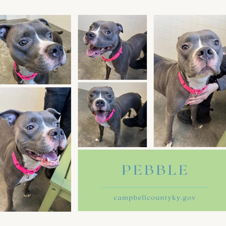 Enlarge Pebble, a Adoptable Mixed Breed in Melbourne, KY image 4/6