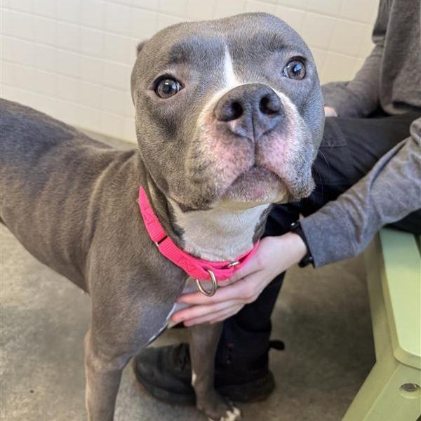 Enlarge Pebble, a Adoptable Mixed Breed in Melbourne, KY image 5/6