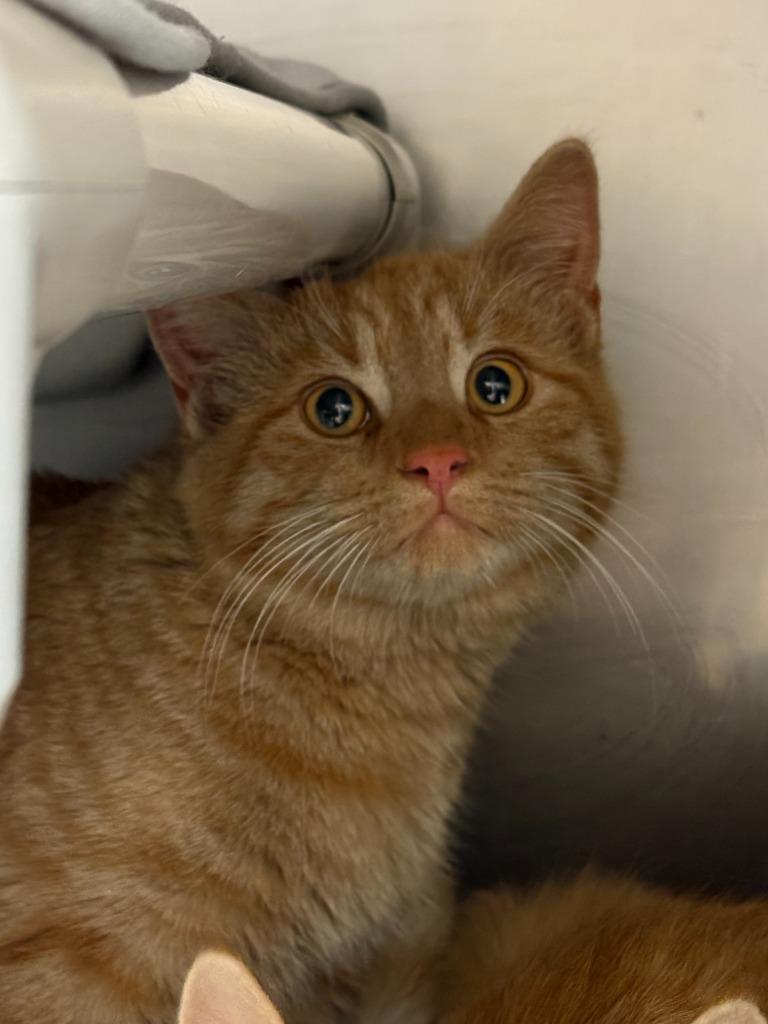 Enlarge Pots, a Adoptable mixed breed in Gillette, WY image 1/2