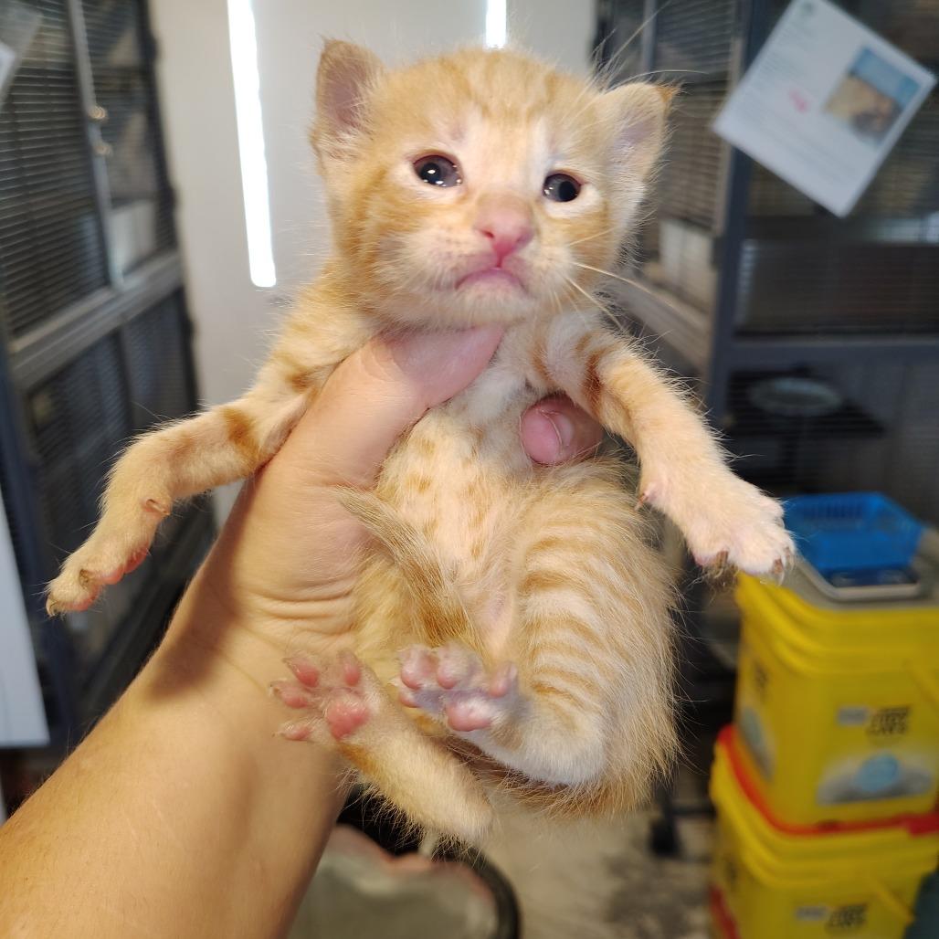 Dorito, a Adoptable Domestic Short Hair in Osawatomie, KS image 1/2