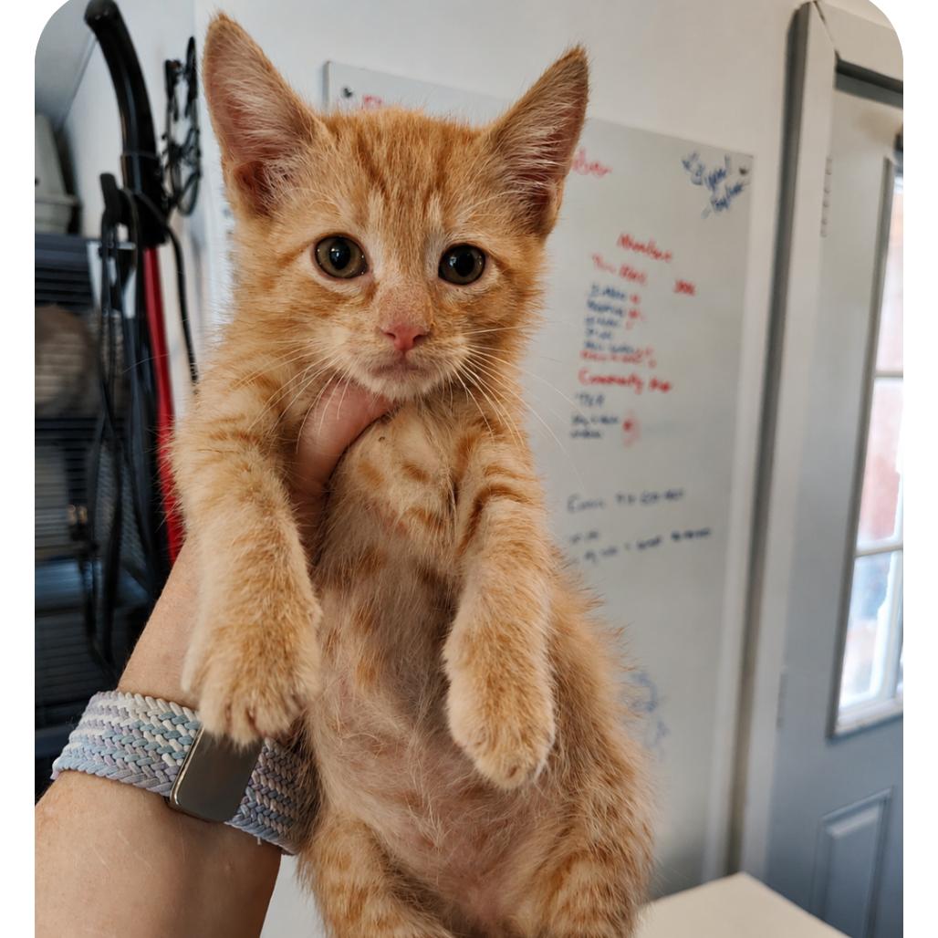 Dorito, a Adoptable Domestic Short Hair in Osawatomie, KS image 2/2
