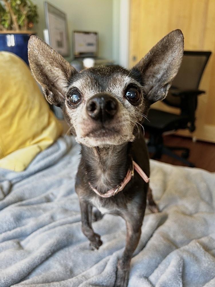 Ross, Adoptable, Senior Male Chihuahua.