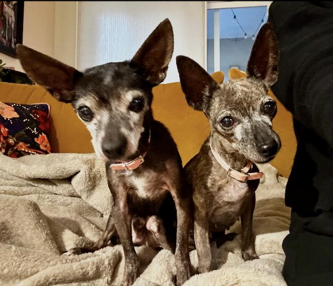 Enlarge Ross, a Adoptable Chihuahua in Boulder, CO image 3/5