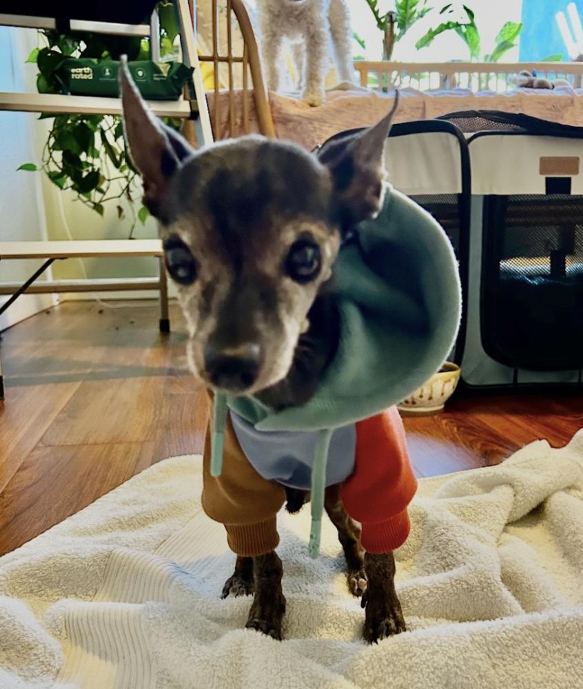 Enlarge Ross, a Adoptable Chihuahua in Boulder, CO image 4/5