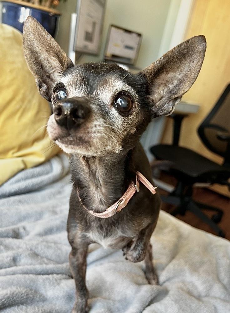 Enlarge Ross, a Adoptable Chihuahua in Boulder, CO image 5/5