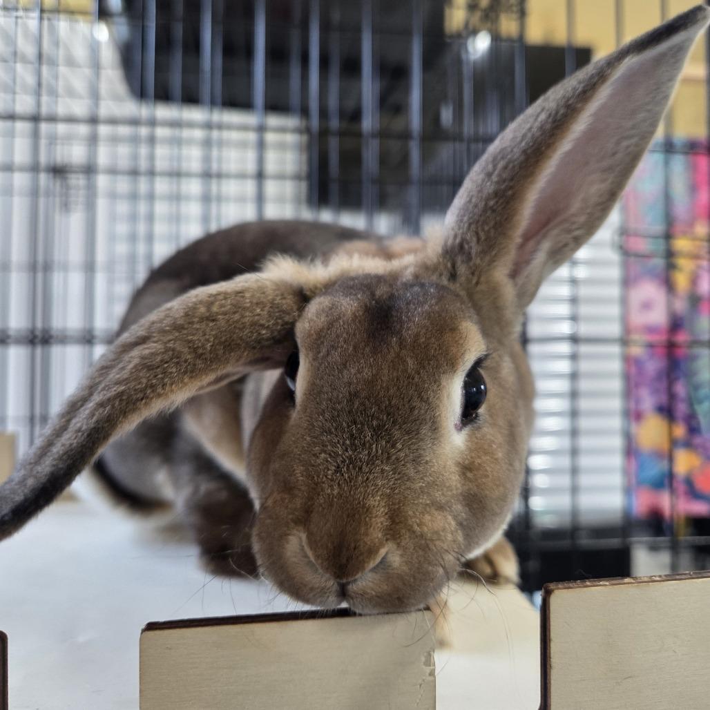 Lola Lop, Adoptable, Baby Female Mini Lop.