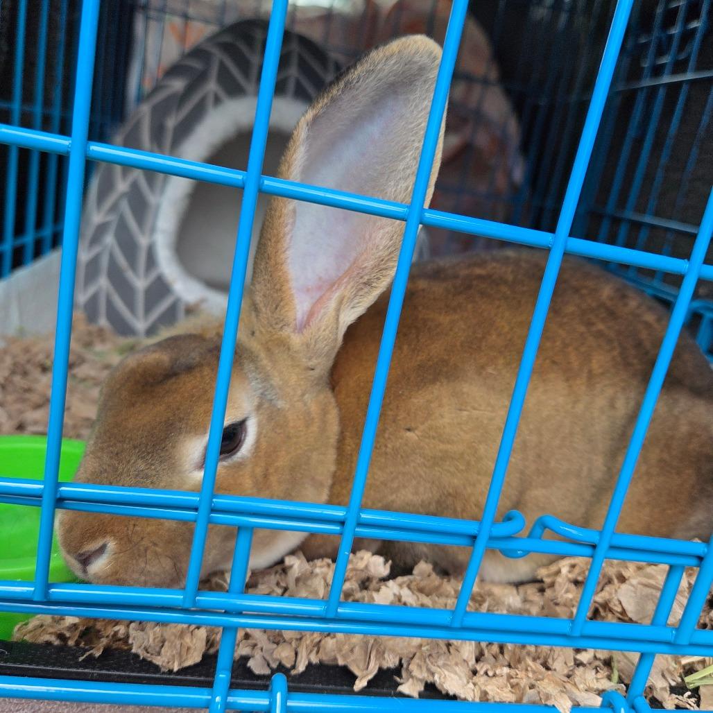 Lola Lop, Adoptable, Baby Female Mini Lop.
