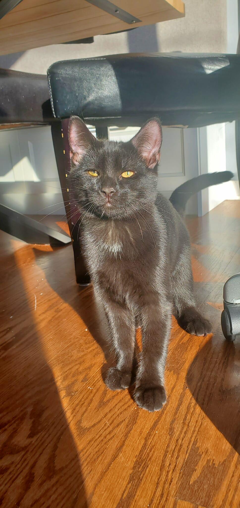 Enlarge Brooklyn, a Adoptable Domestic Short Hair in Terrebonne, QC image 5/6