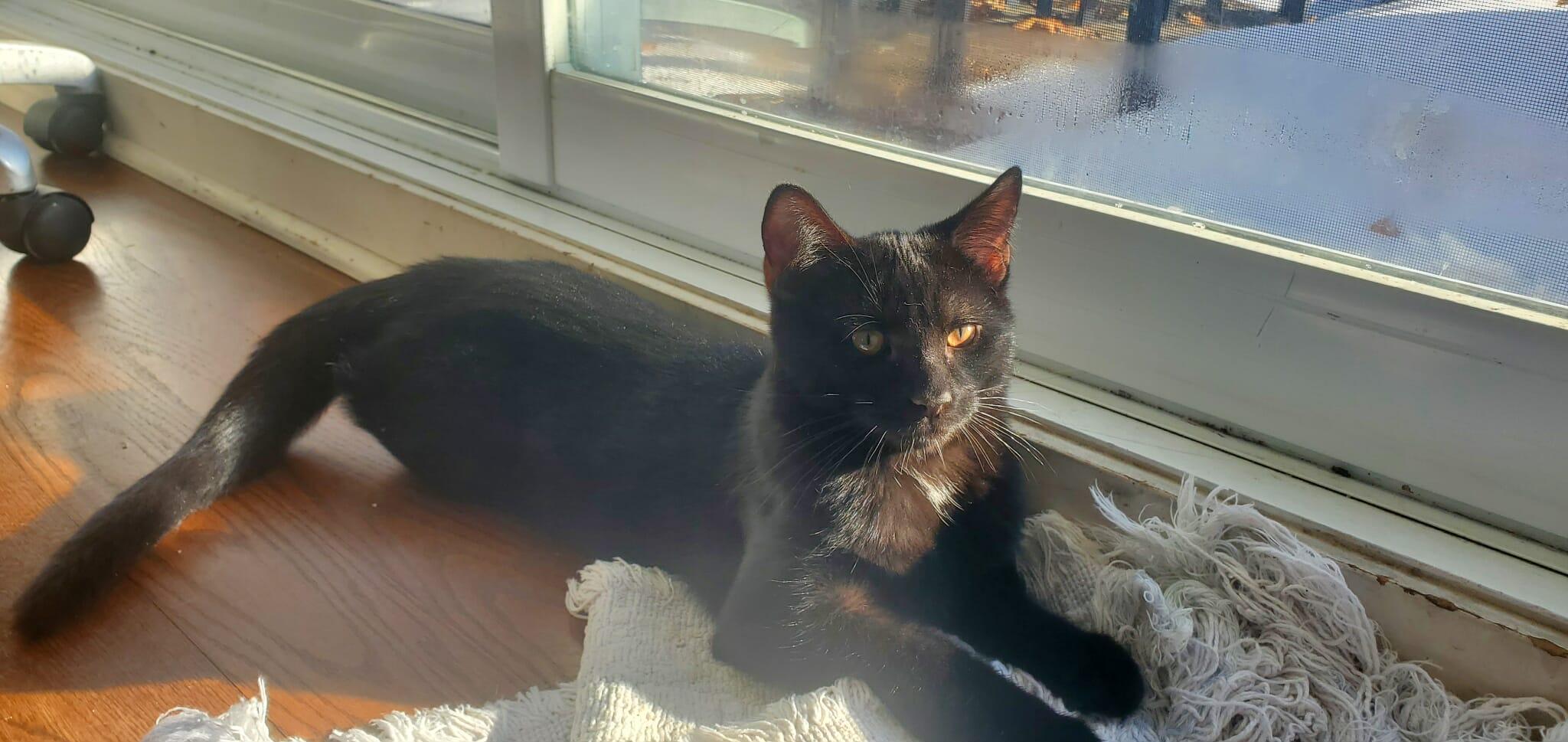 Enlarge Brooklyn, a Adoptable Domestic Short Hair in Terrebonne, QC image 6/6