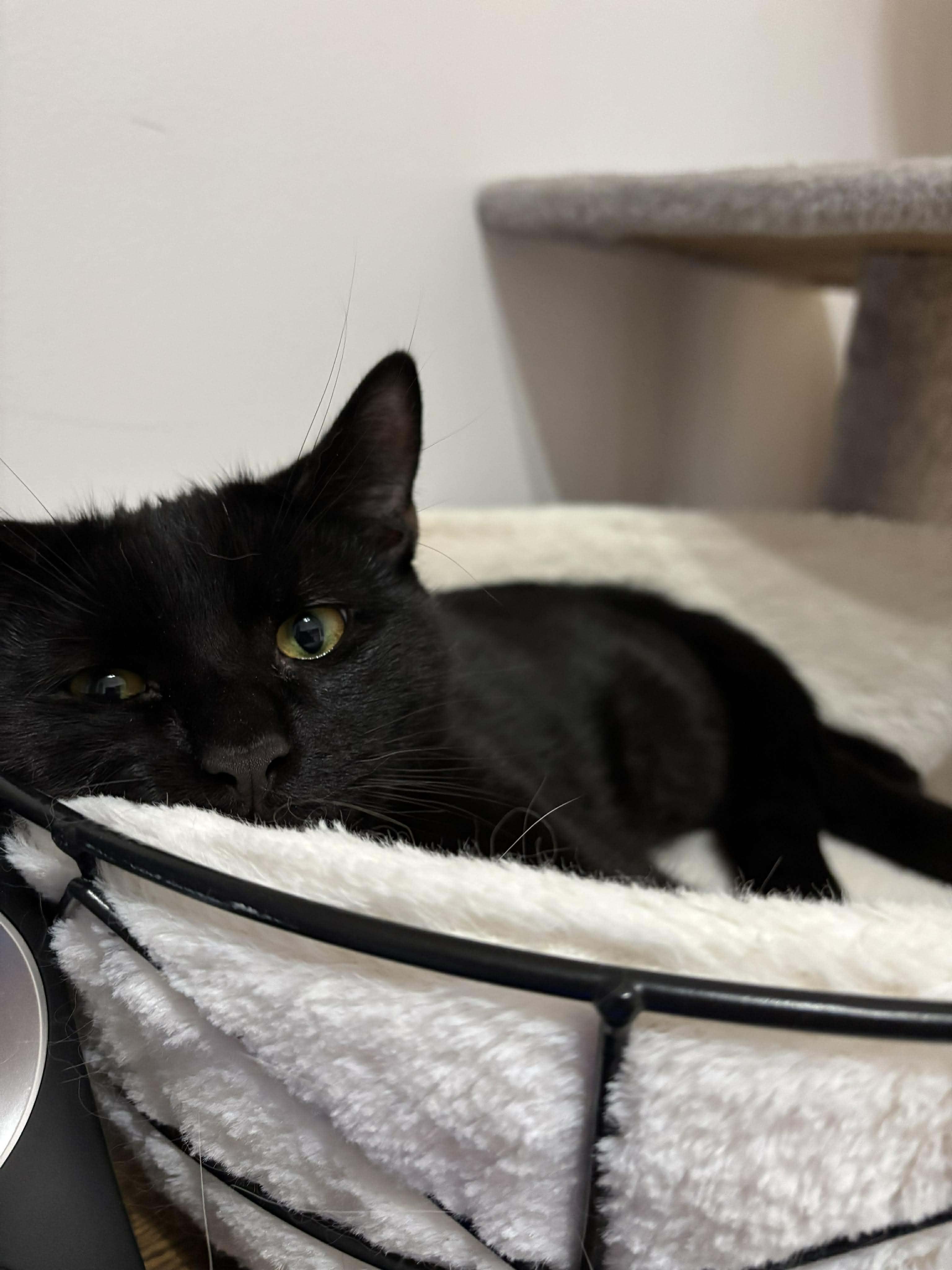 Brooklyn, a Adoptable Domestic Short Hair in Terrebonne, QC image 5/6