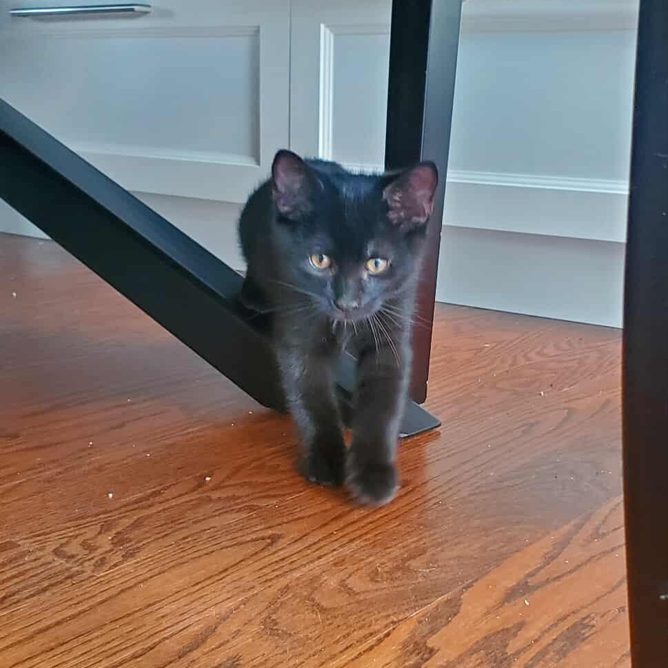 Enlarge Brooklyn, a Adoptable Domestic Short Hair in Terrebonne, QC image 3/6