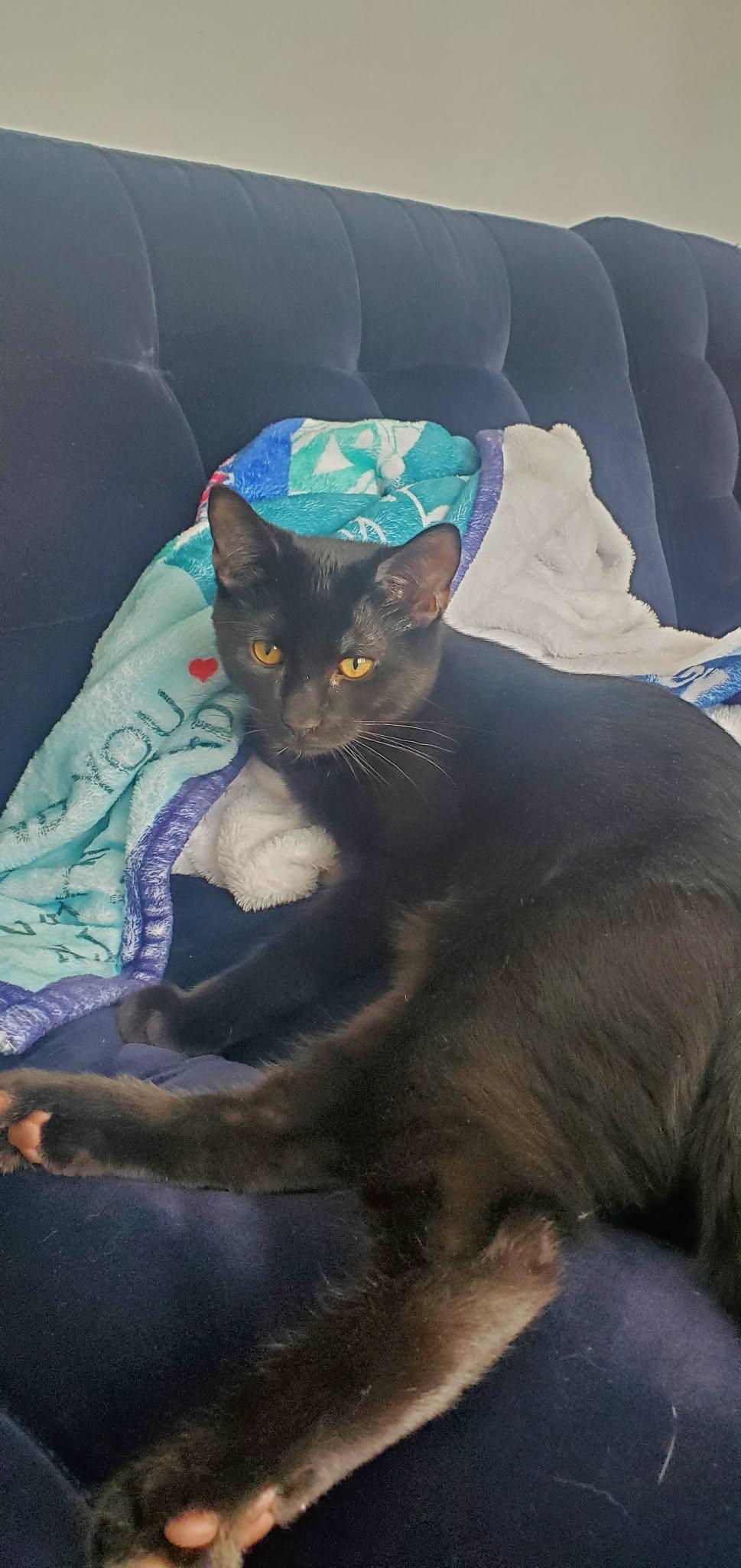 Enlarge Brooklyn, a Adoptable Domestic Short Hair in Terrebonne, QC image 1/6