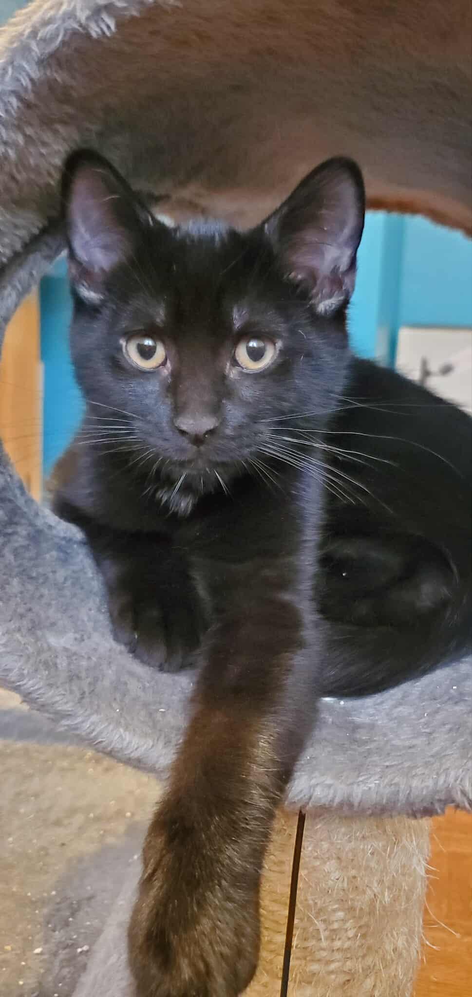 Brooklyn, Adoptable, Kitten Male Domestic Short Hair.