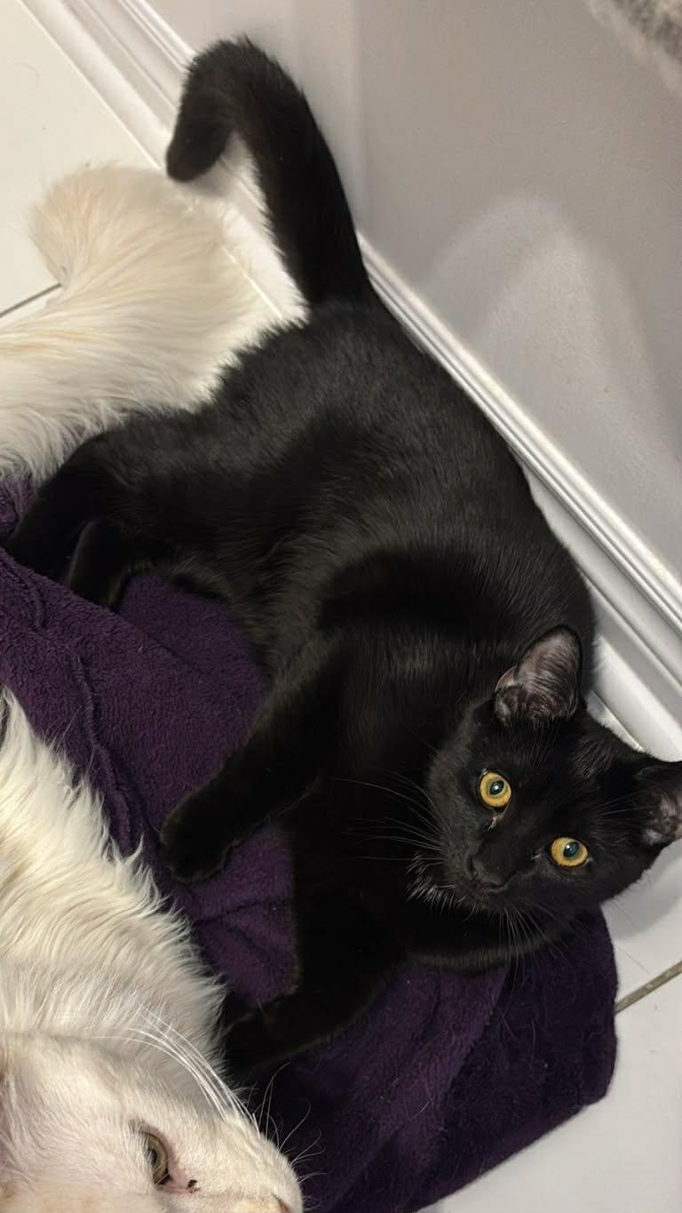 Brooklyn, a Adoptable Domestic Short Hair in Terrebonne, QC image 3/6