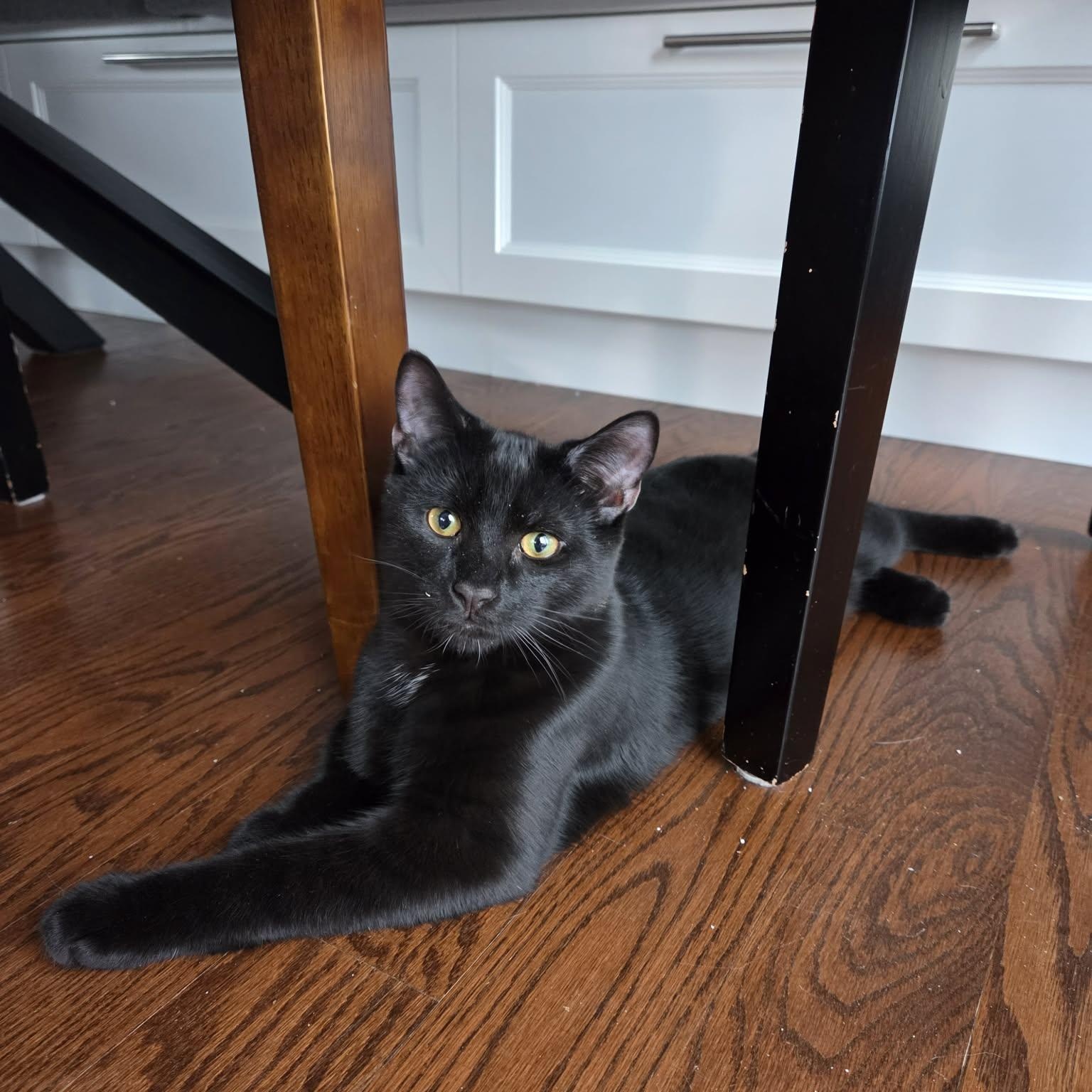 Enlarge Brooklyn, a Adoptable Domestic Short Hair in Terrebonne, QC image 1/6