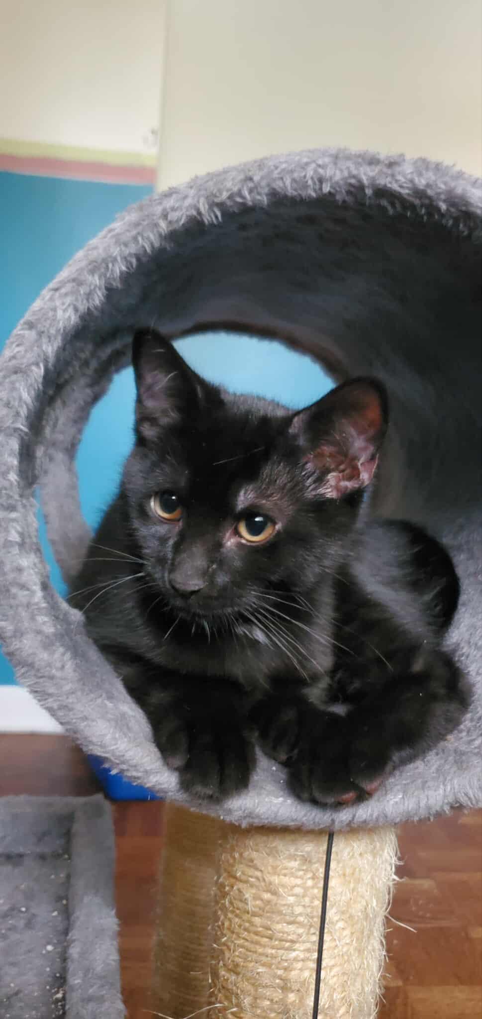 Enlarge Brooklyn, a Adoptable Domestic Short Hair in Terrebonne, QC image 4/6