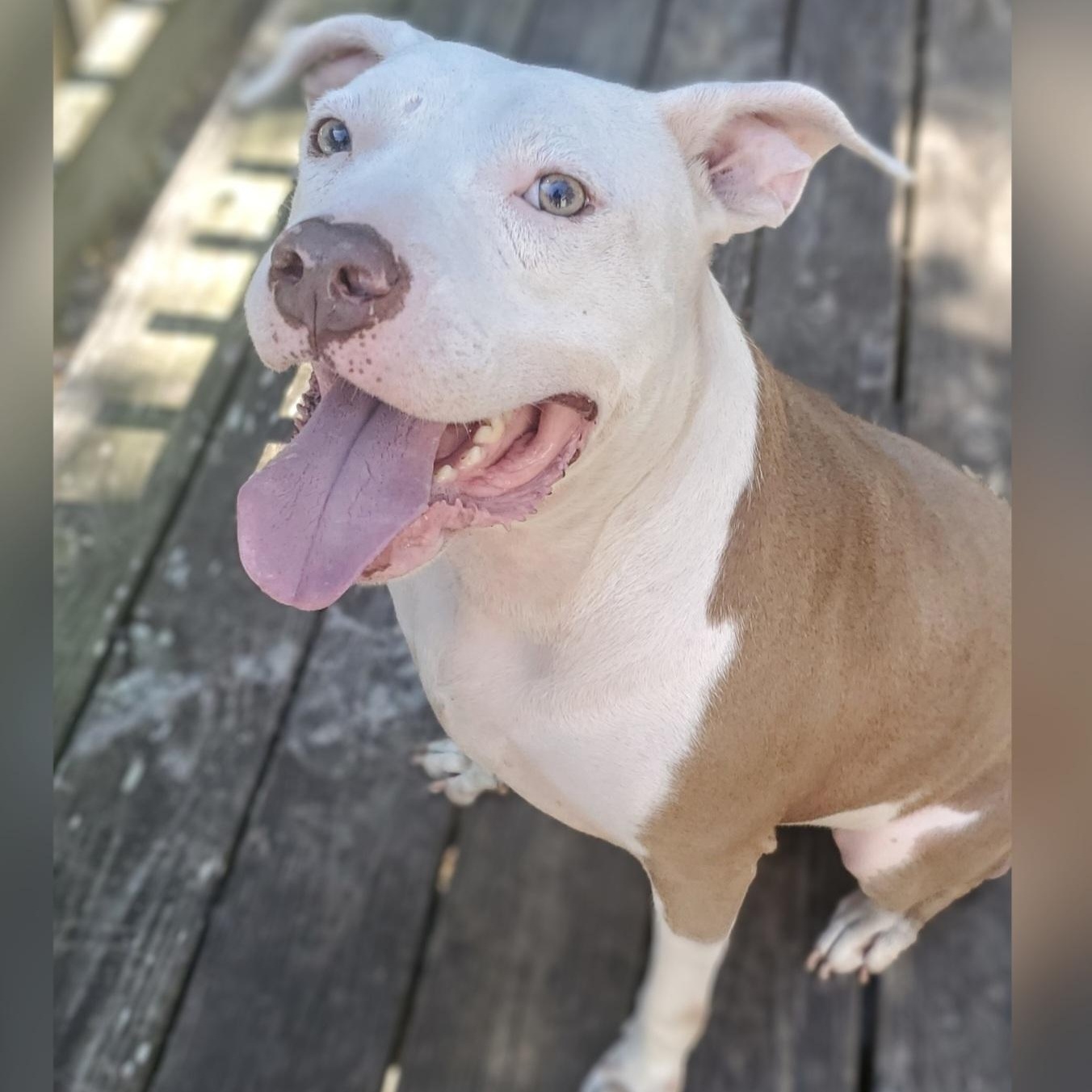 Marley, Adoptable, Adult Male Pit Bull Terrier.