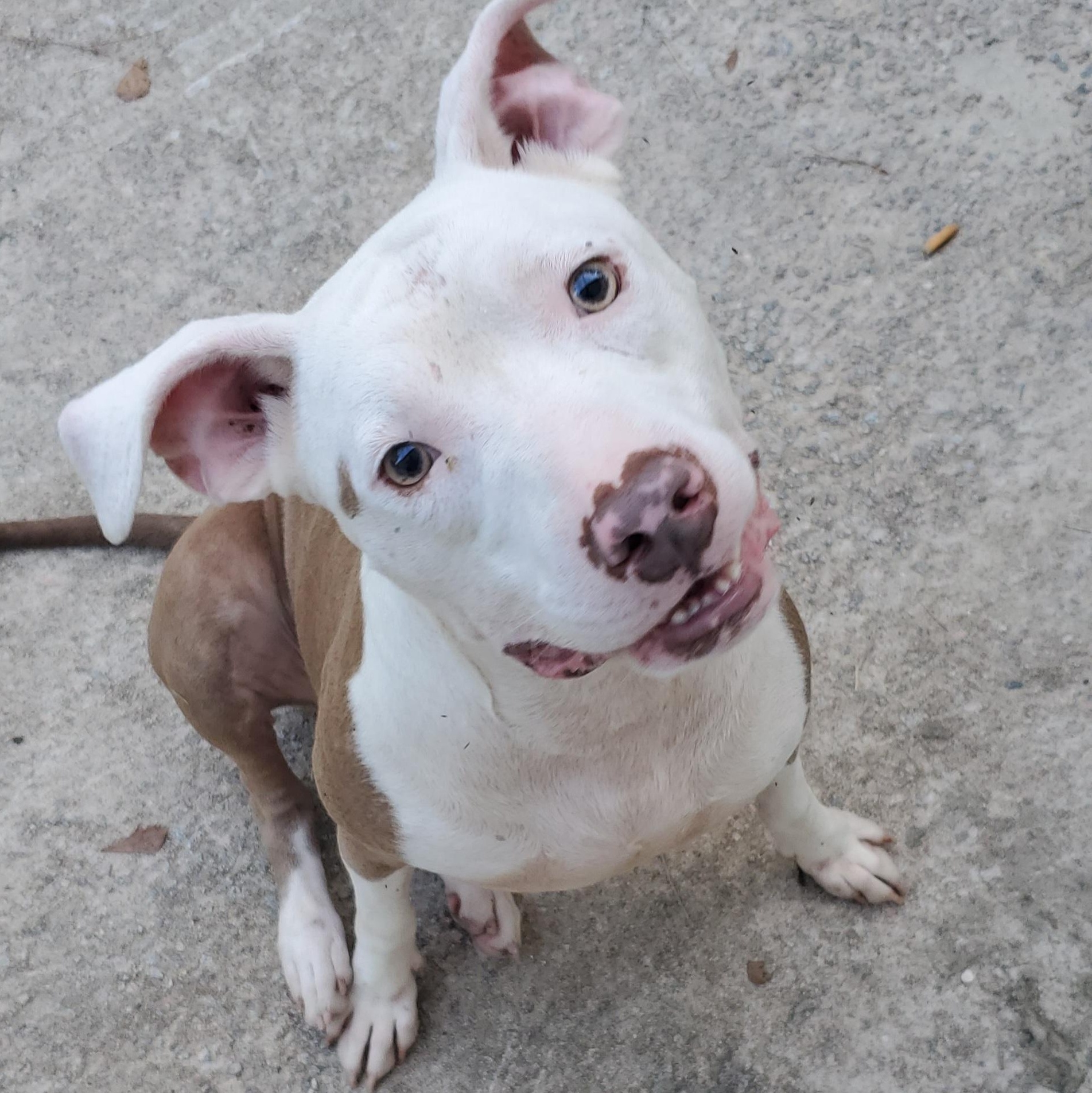 Enlarge Marley, a Adoptable Pit Bull Terrier in Gilbert, SC image 3/6