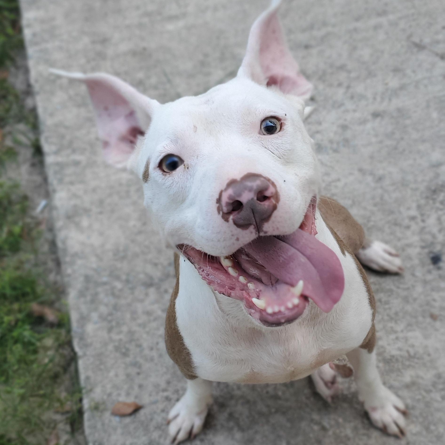 Enlarge Marley, a Adoptable Pit Bull Terrier in Gilbert, SC image 3/6