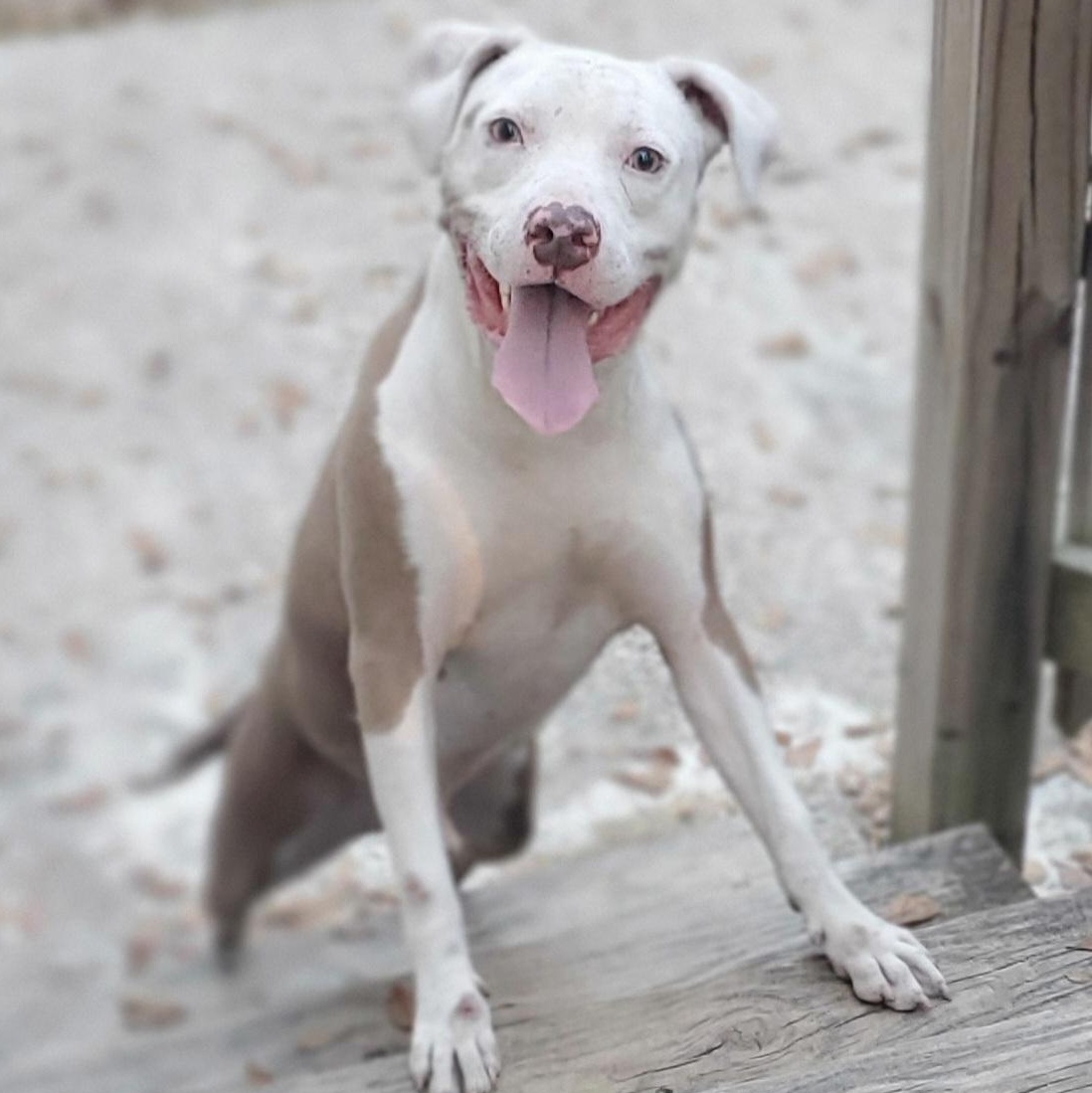 Marley, Adoptable, Adult Male Pit Bull Terrier.