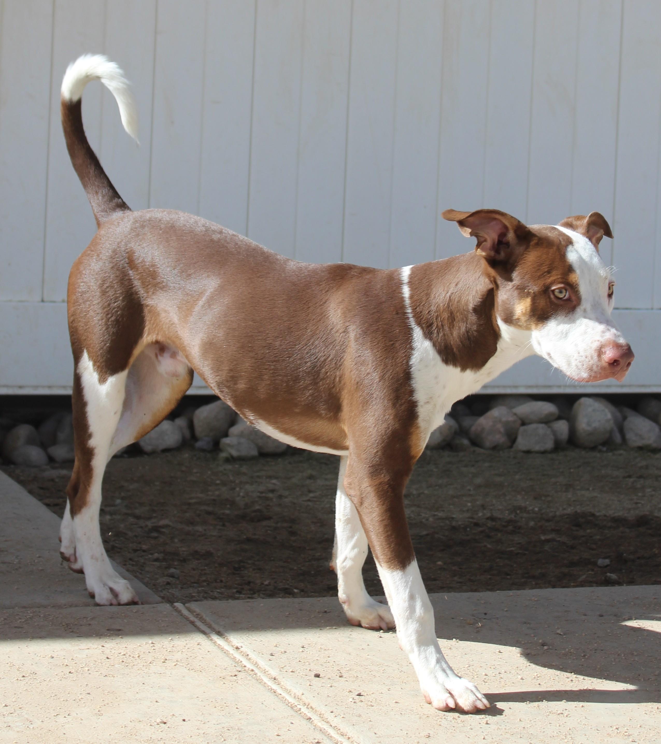 Enlarge King, a Adopted mixed breed in Yucca Valley, CA image 2/6