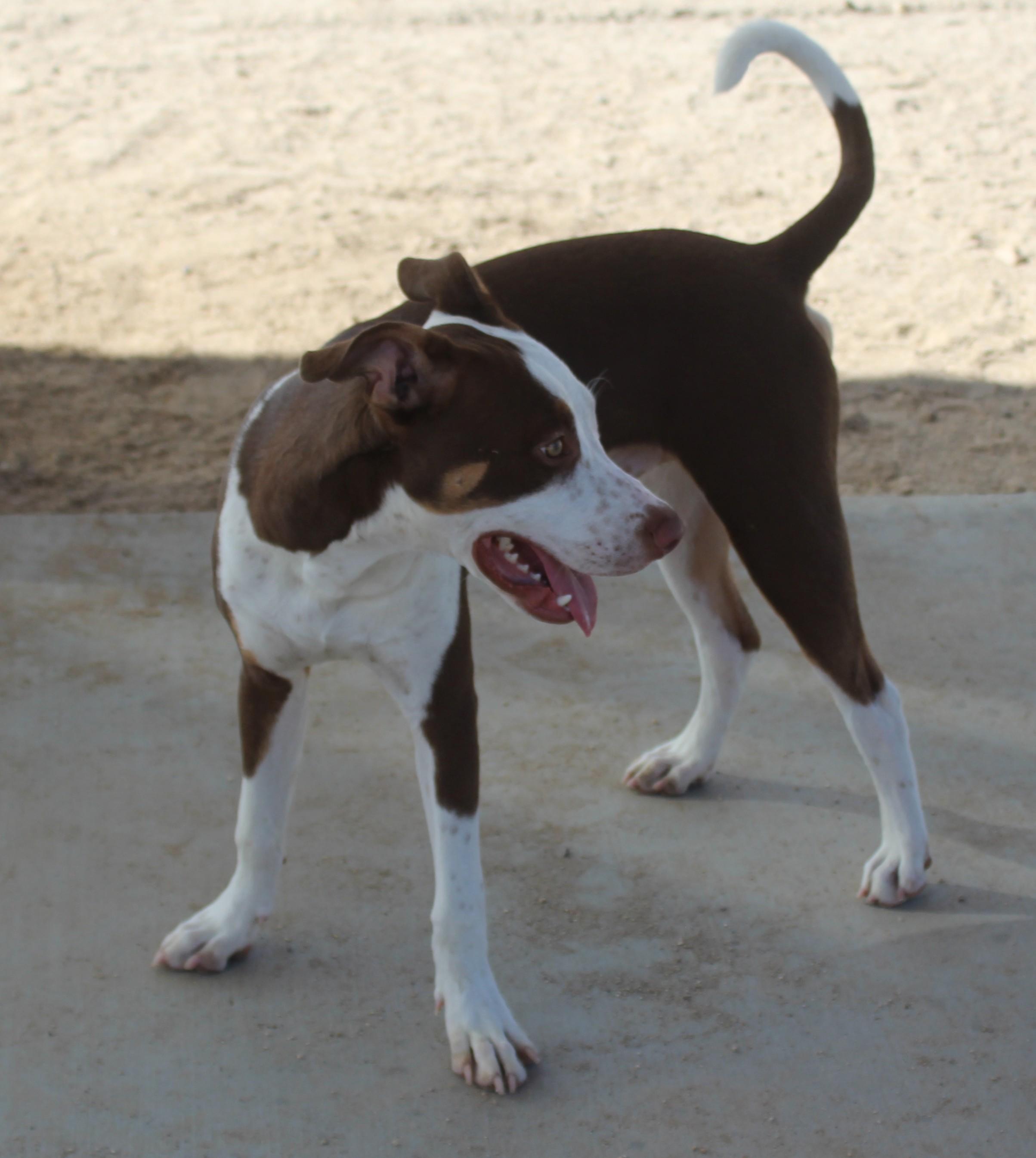 Enlarge King, a Adopted mixed breed in Yucca Valley, CA image 5/6