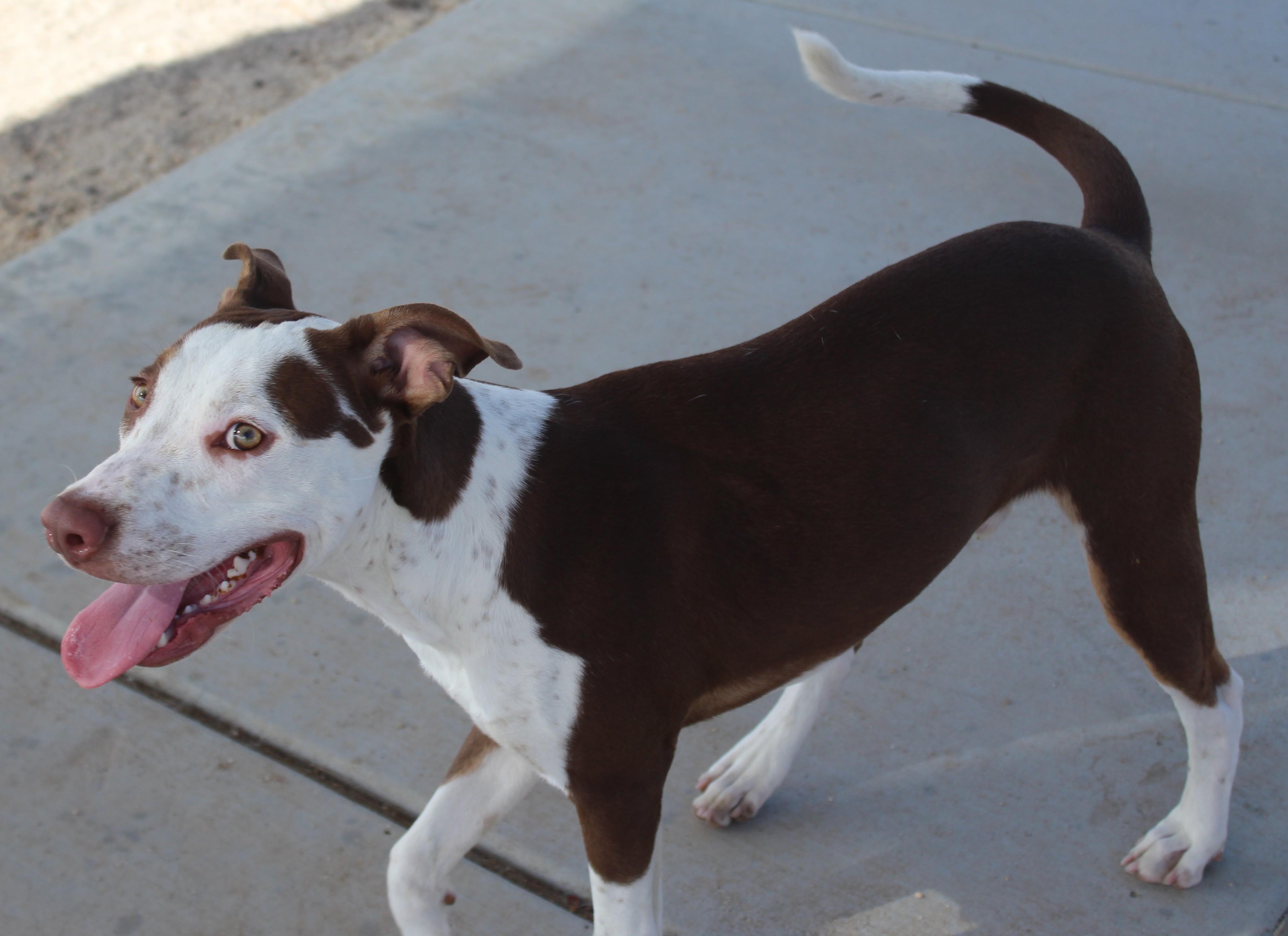 Enlarge King, a Adopted mixed breed in Yucca Valley, CA image 4/6