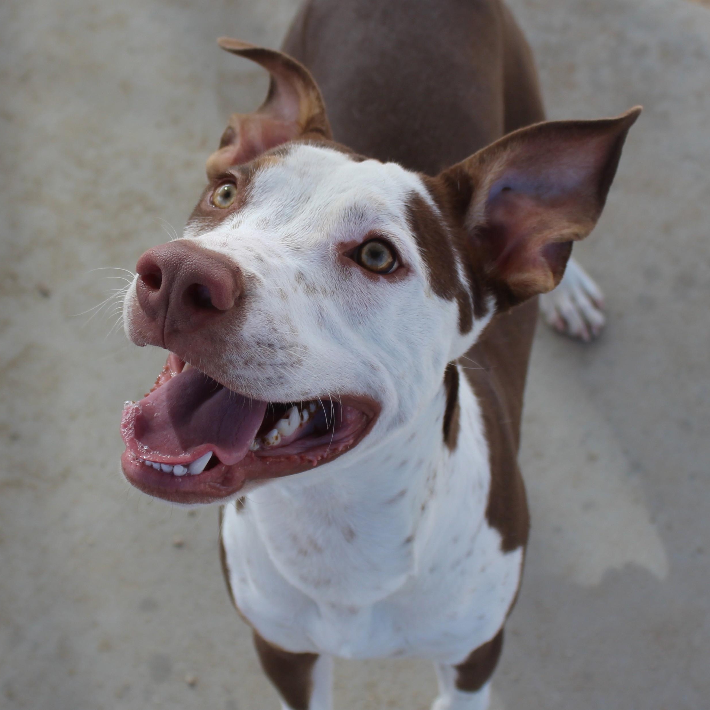 Enlarge King, a Adopted mixed breed in Yucca Valley, CA image 1/6