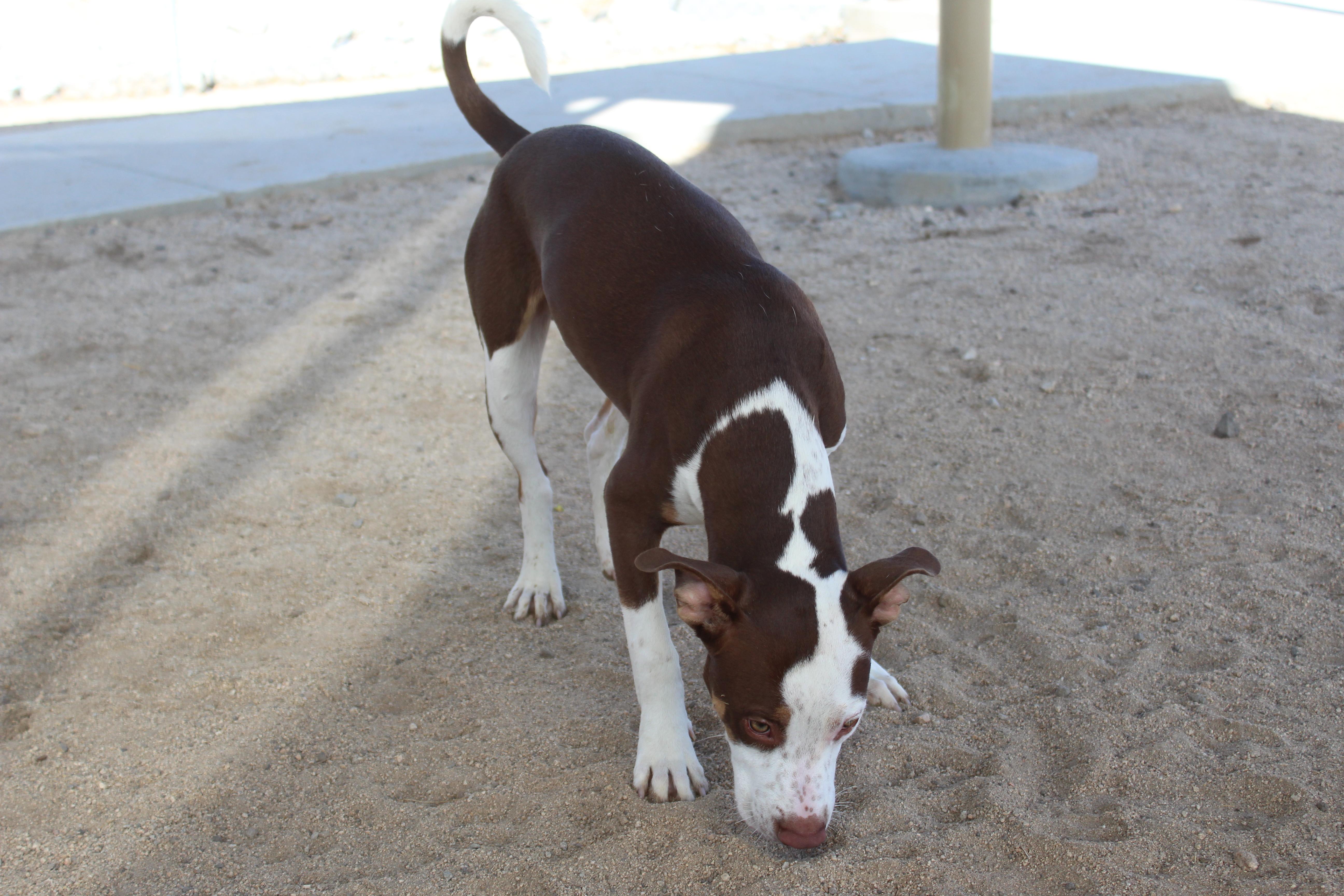 Enlarge King, a Adopted mixed breed in Yucca Valley, CA image 6/6