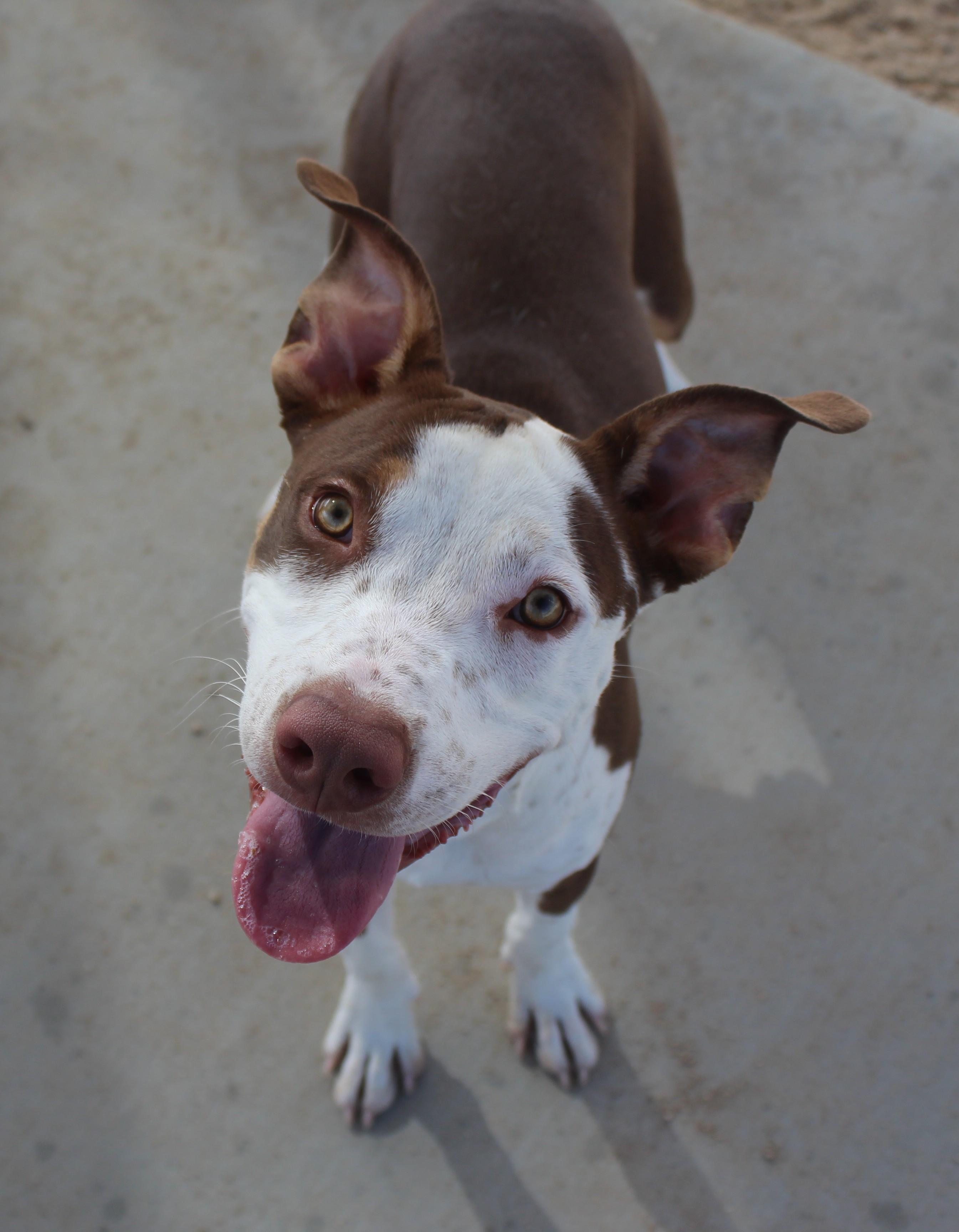 Enlarge King, a Adopted mixed breed in Yucca Valley, CA image 3/6