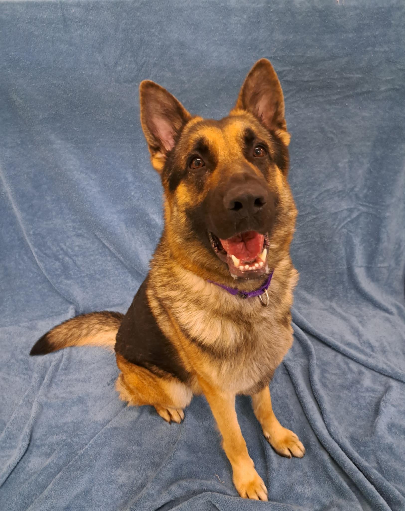 Enlarge Enzo, a Adopted mixed breed in Huntingdon, PA image 1/1