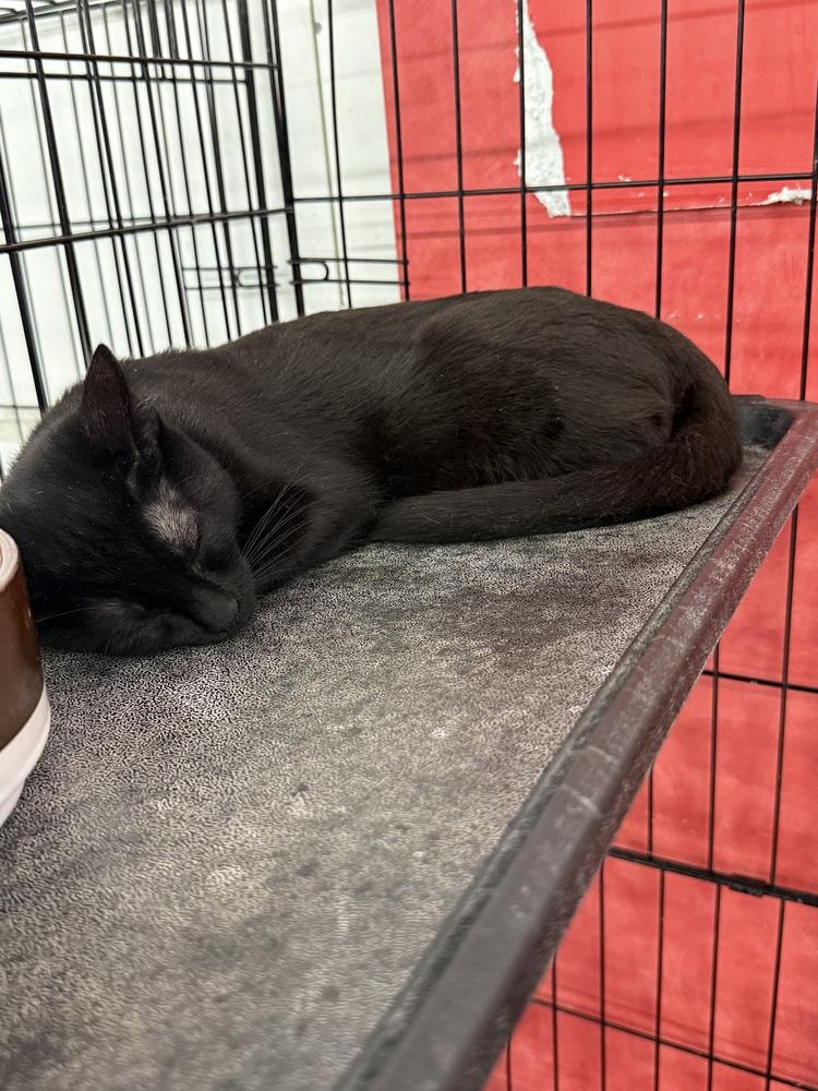 Roomba, Adoptable, Kitten Female Domestic Short Hair.