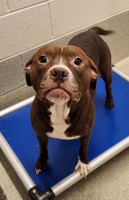 Enlarge COCO, a Adoptable mixed breed in Statesville, NC image 1/1