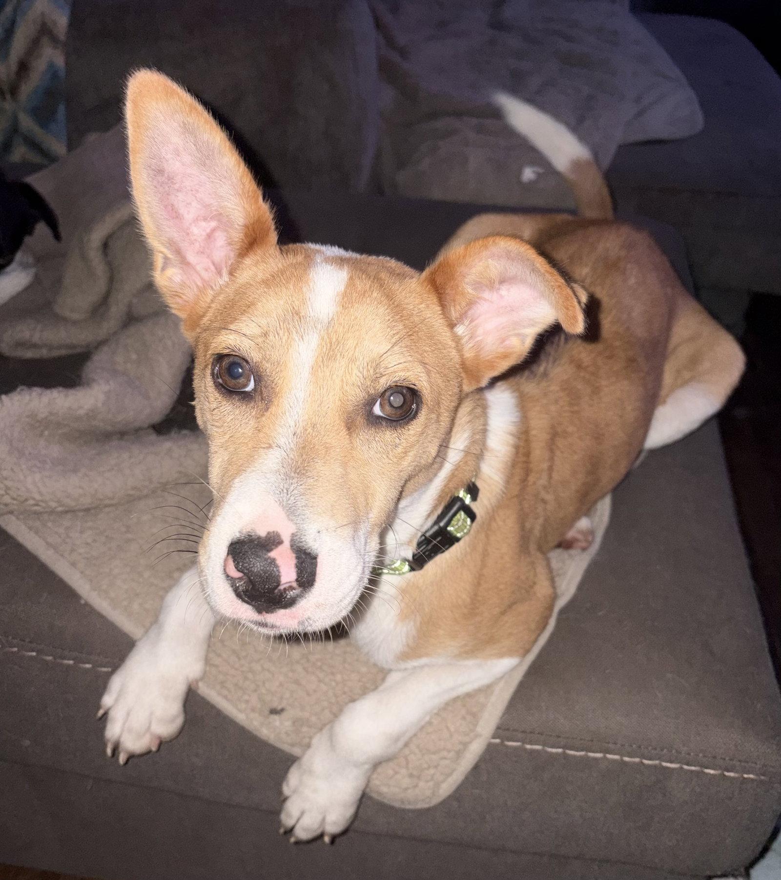 Enlarge Nyah - Small Survivor, Big Heart, a Adoptable Jack Russell Terrier in Oakhurst, NJ image 2/3