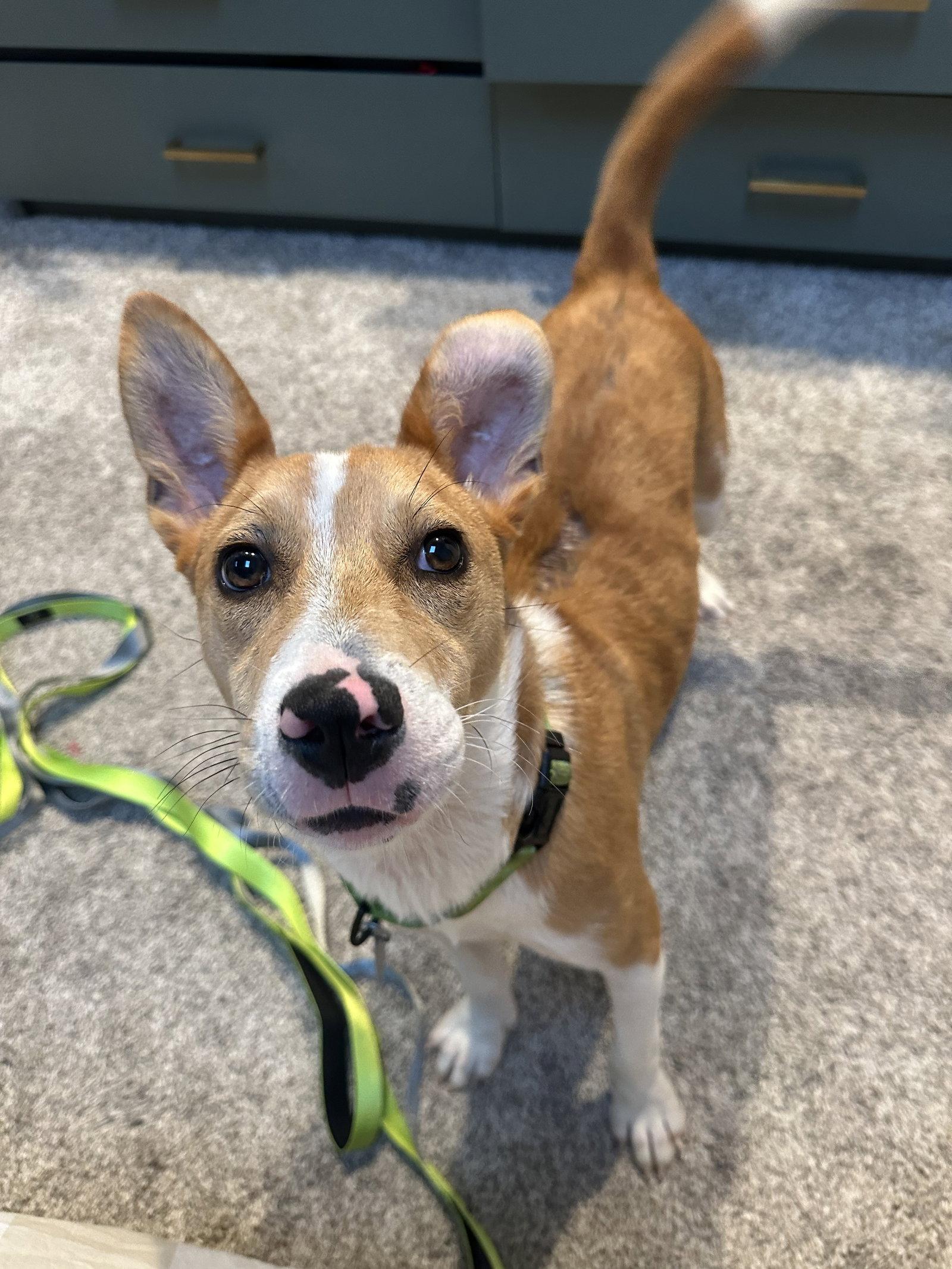 Enlarge Nyah - Small Survivor, Big Heart, a Adoptable Jack Russell Terrier in Oakhurst, NJ image 3/3