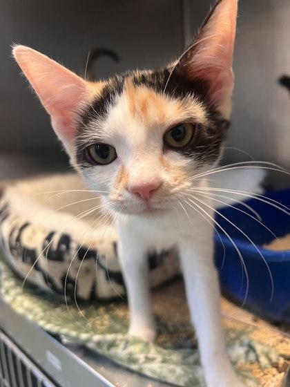 Jam, Adoptable, Kitten Female Domestic Short Hair & Domestic Short Hair.