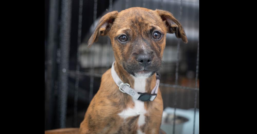 AAD New Arrival!  Babette - 26148, Adoptable, Puppy Female Boxer & Hound.