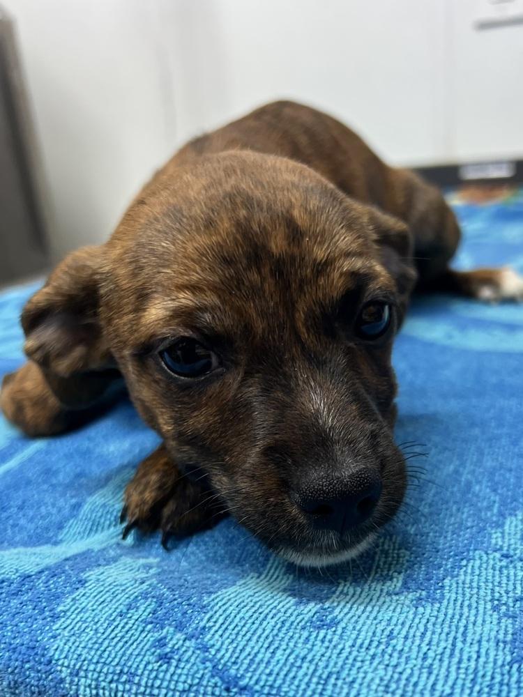 AAD New Arrival! Babette - 26148, a Adoptable mixed breed in Armonk, NY image 2/2