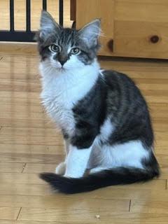 Fonzie, Adoptable, Kitten Male Domestic Medium Hair & Domestic Short Hair.