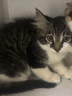 Enlarge Fonzie, a Adoptable mixed breed in Divide, CO image 3/3