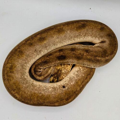 Enlarge Honey Bear, a Adopted Ball Python in Pefferlaw, ON image 1/1