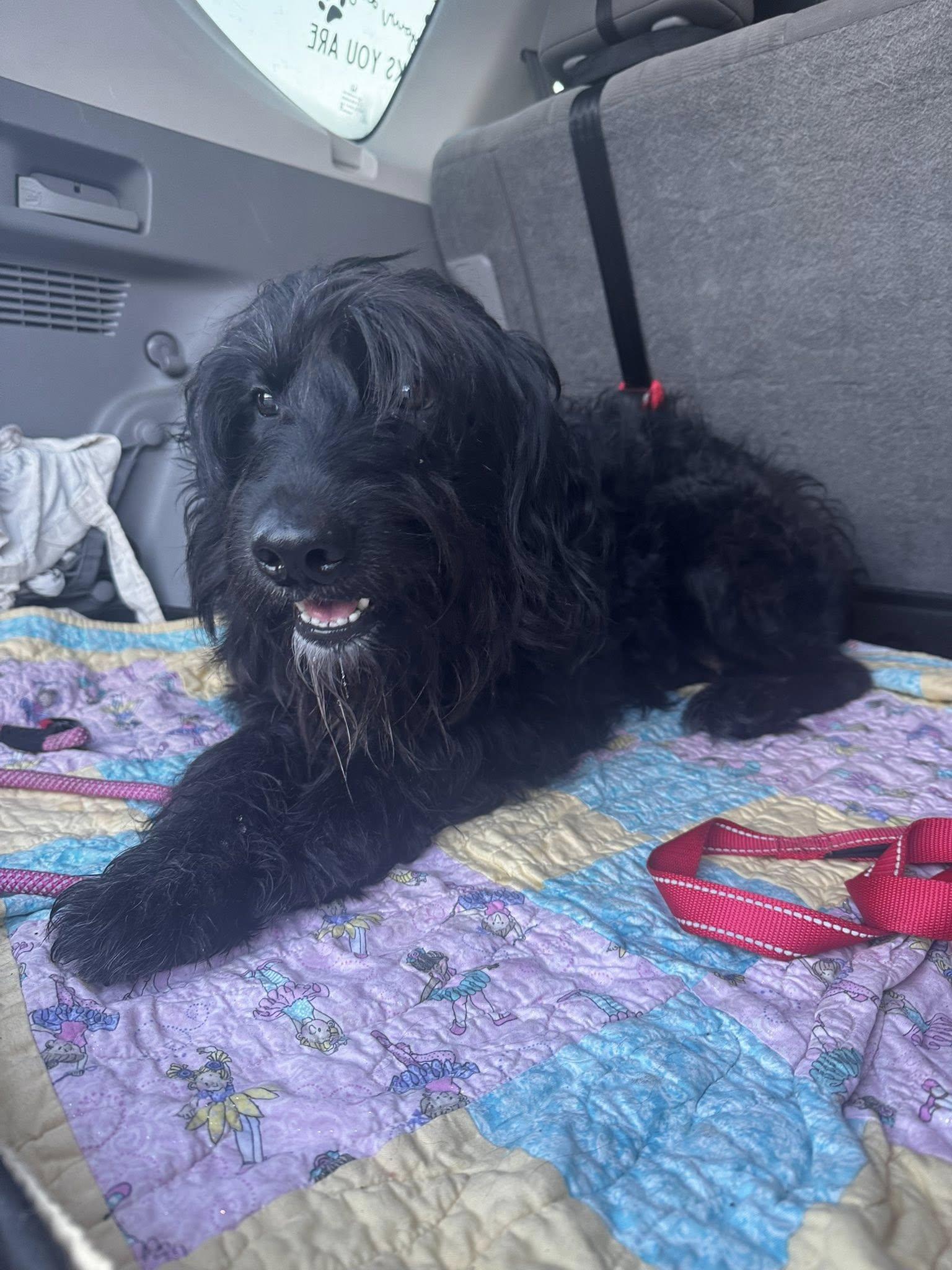 Bear (3yo, 52lbs), Adopted, Adult Female Sheep Dog & Standard Poodle.