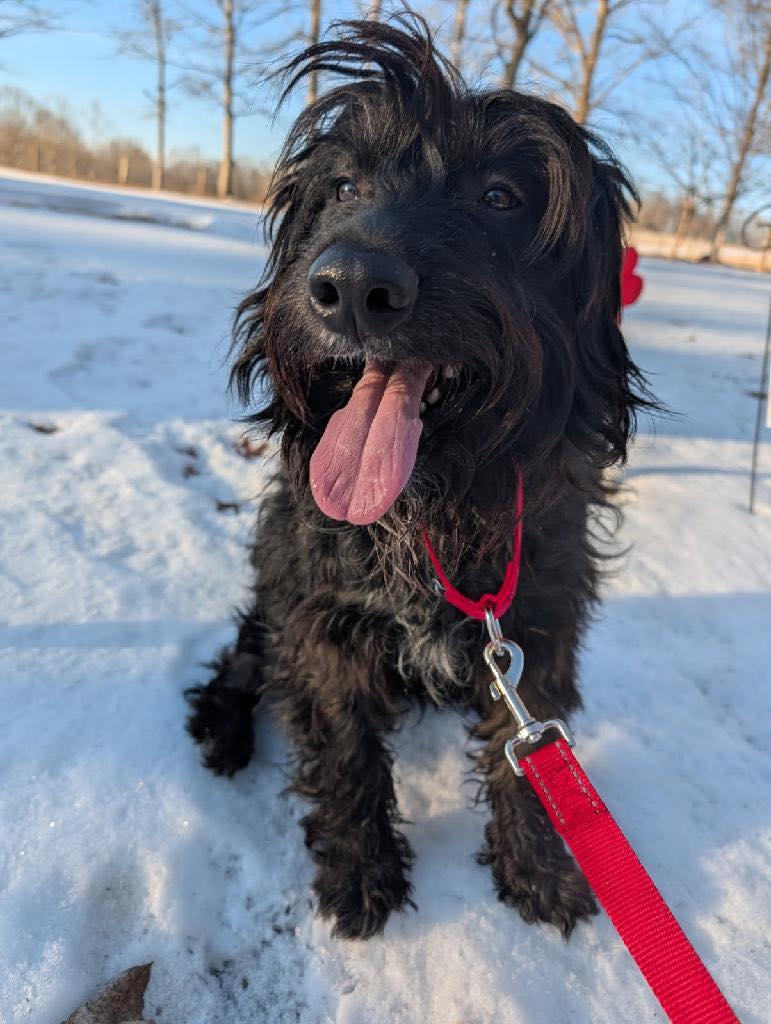 Enlarge Bear (3yo, 52lbs), a Adopted mixed breed in Hinton, WV image 2/3
