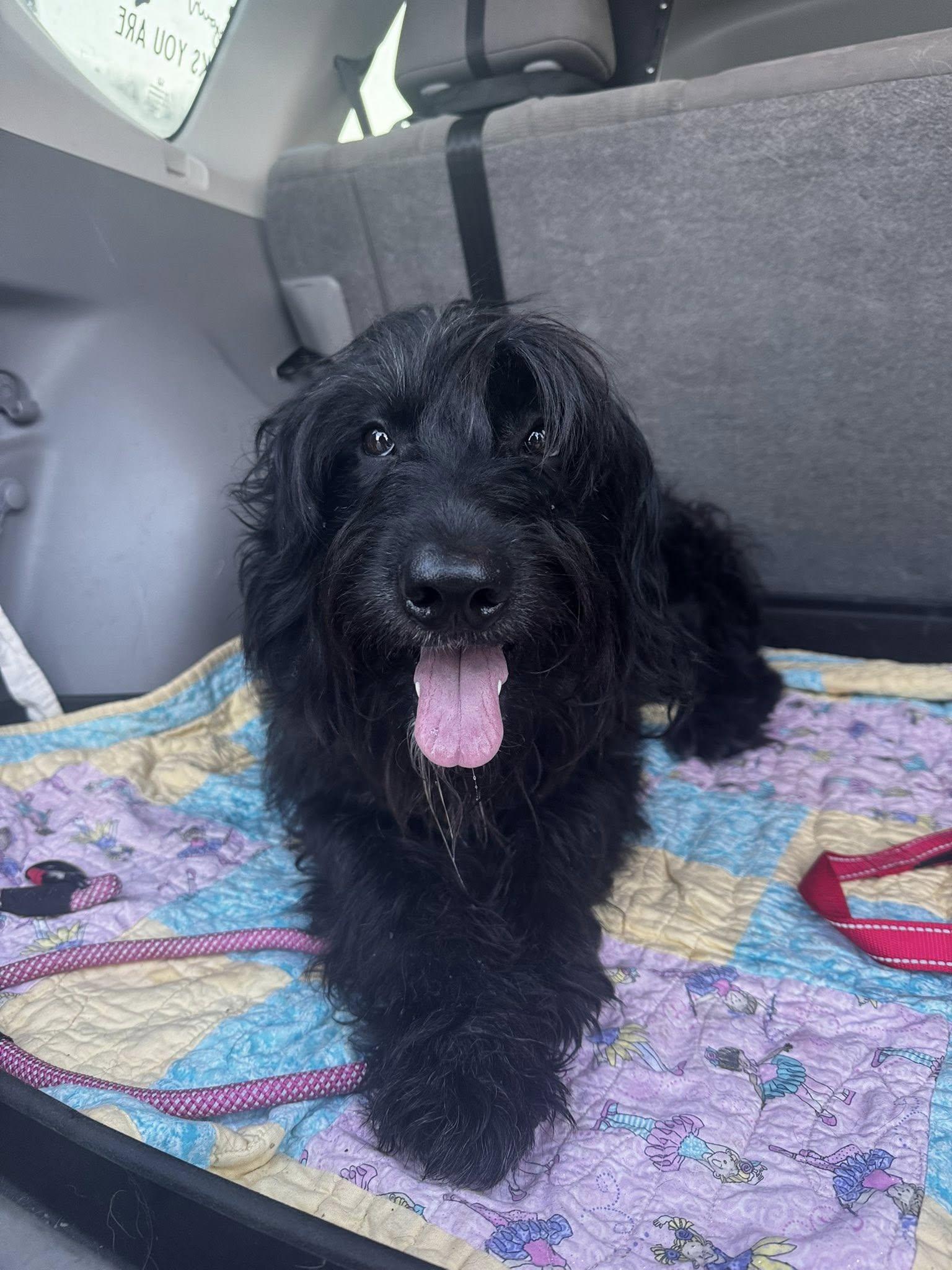 Enlarge Bear (3yo, 52lbs), a Adopted mixed breed in Hinton, WV image 3/3