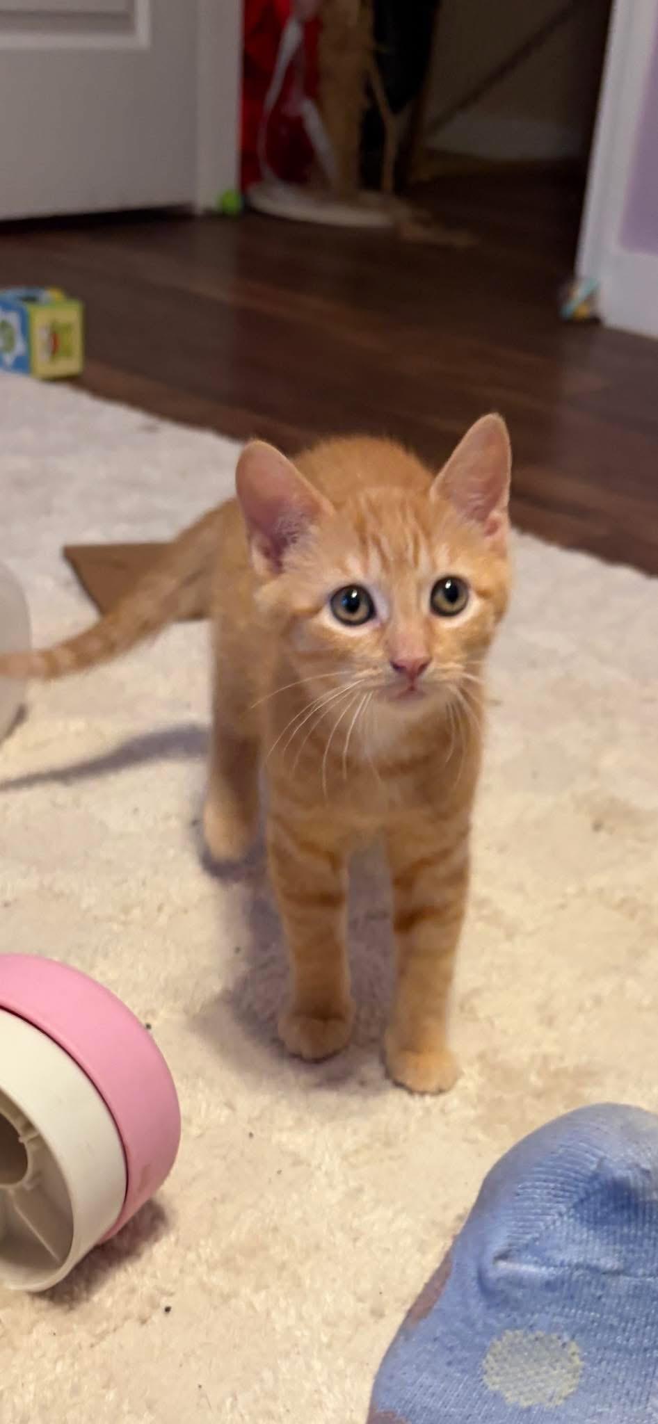 Enlarge Nala, a ADOPTABLE Domestic Short Hair in Brick, NJ image 1/1