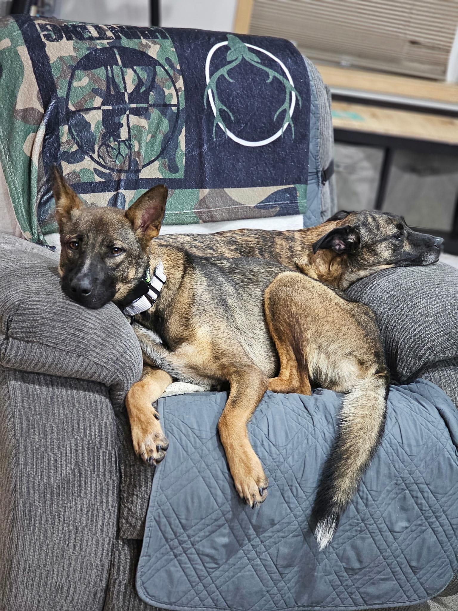 Enlarge Ellie the Belgian Malinois, a Adoptable Belgian Shepherd / Malinois in Muskego, WI image 3/6